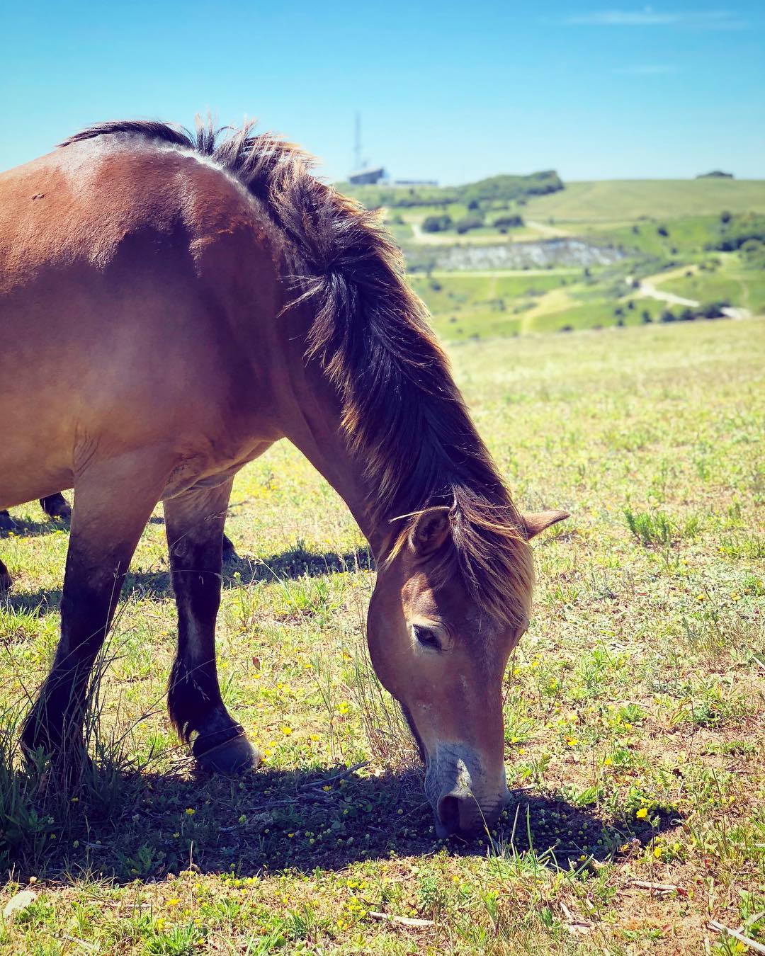 Exmoor Ponies